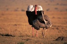 AFRICA;BIRDS;COMMUNICATION;COURTSHIP;DISPLAY;FLIGHTLESS;FLIGHTLESS_BIRDS;GRASSLA